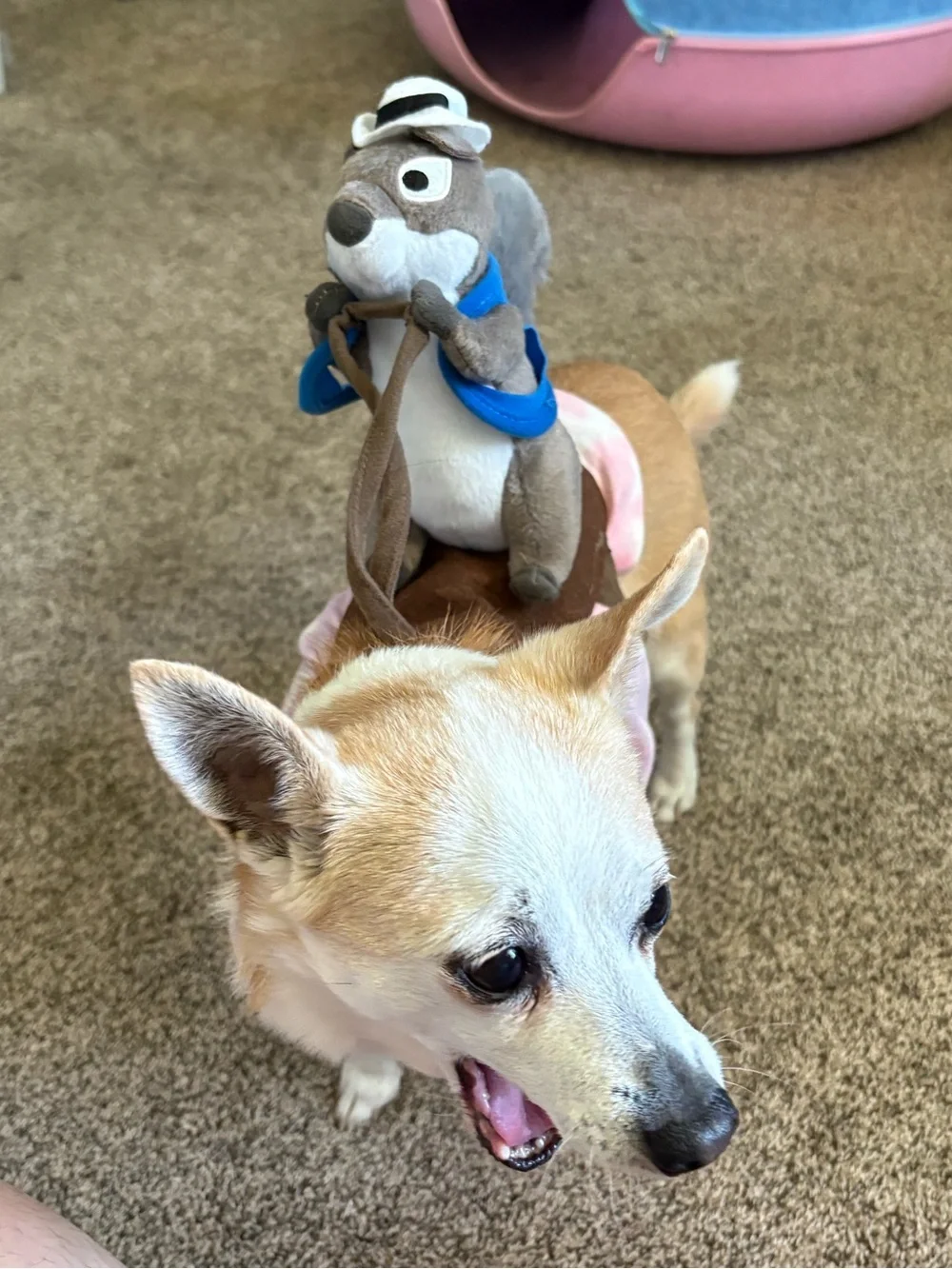 XS/S Dog Costume - Squirrel Sheriff